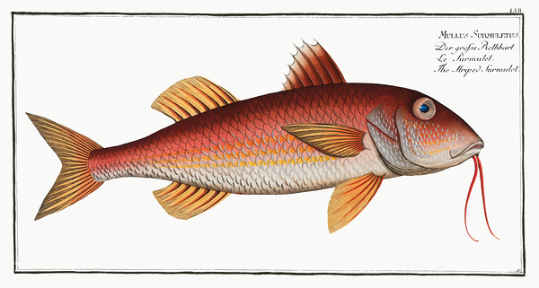 Striped Red Mullet Surmullet Print