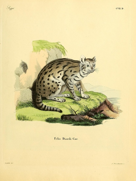 Sunda Clouded Leopard Print