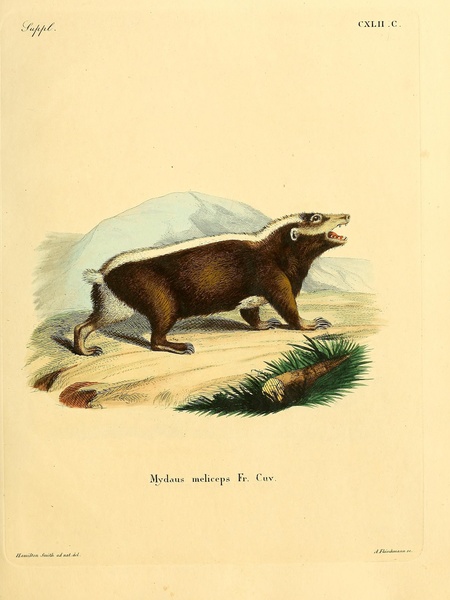 Sunda Stink Badger by History In Your Home