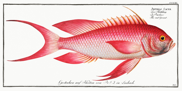 Swallowtail Sea Perch Marine Goldfish by History In Your Home