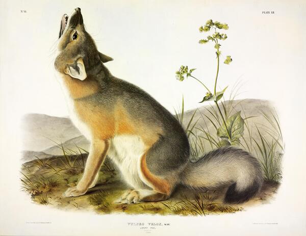 Swift Fox Print