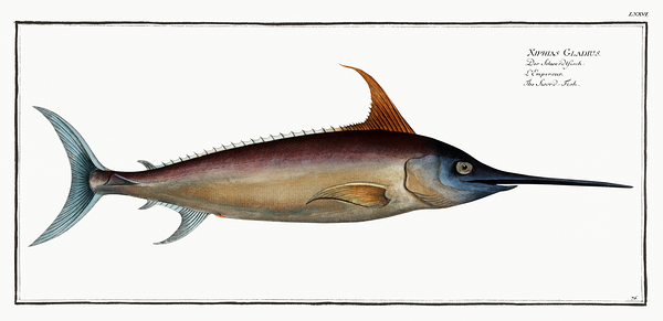 Swordfish Print