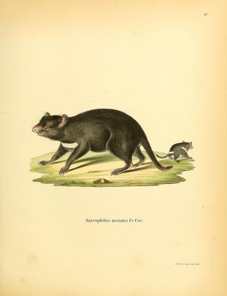 Tasmanian Devil Print
