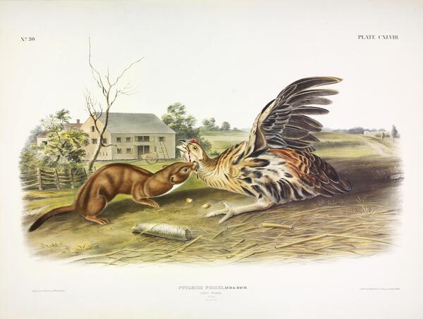 Tawny Weasel Print