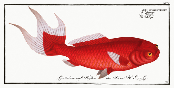 Telescope Goldfish Print