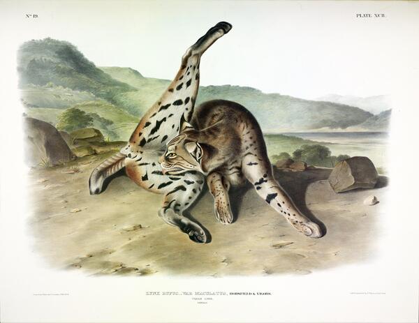 Texan Lynx Print