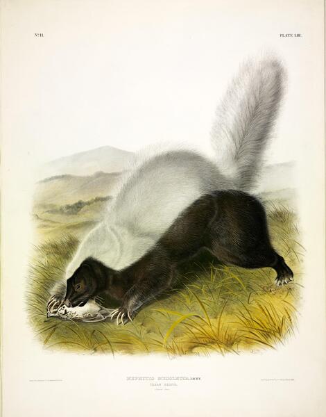 Texan Skunk Print