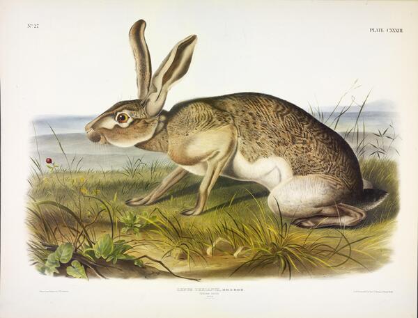 Texian Hare Print