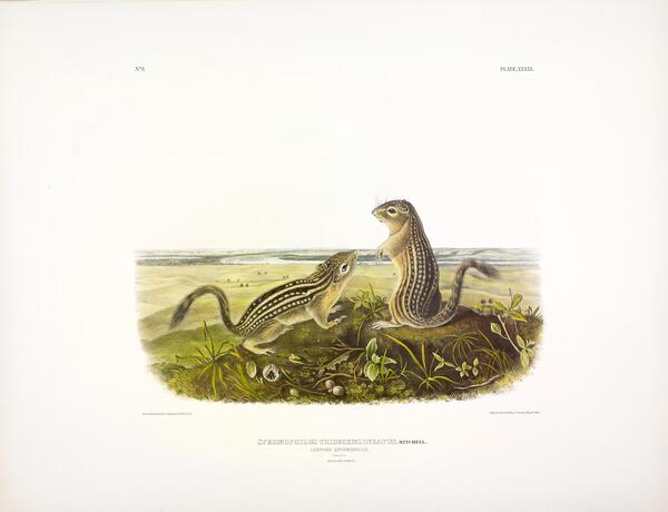 Thirteen Lined Ground Squirrel Print