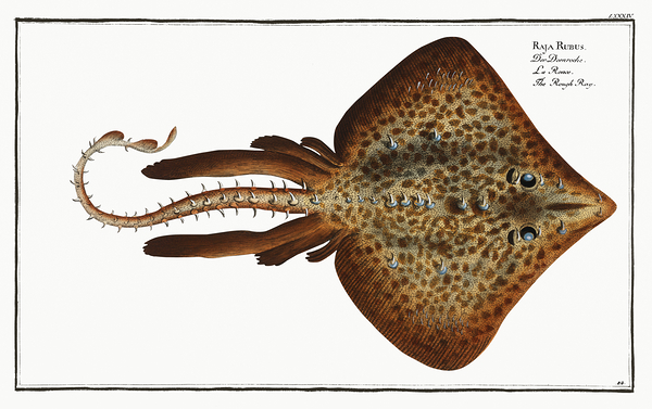 Thornback Skate Ray 2 by History In Your Home