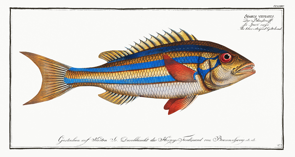 Three Striped Whiptail by History In Your Home