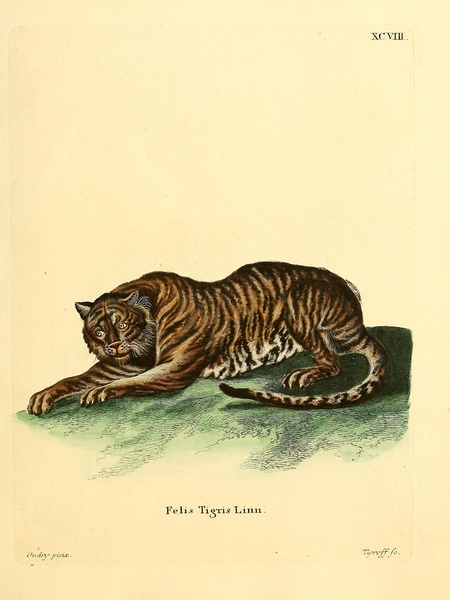 Tiger Print