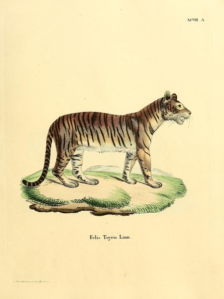 Tiger 2 Print