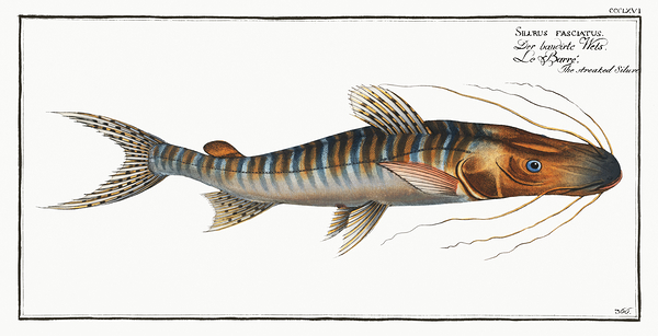 Tiger Shovelnose Catfish by History In Your Home