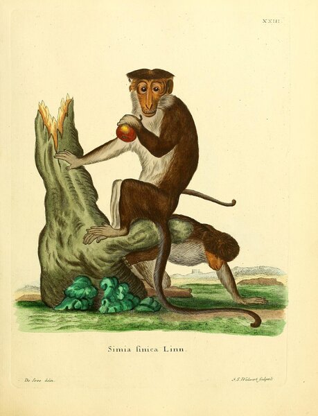 Toque Macaque Print