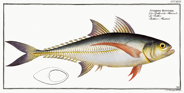 Torpedo Hardtail Scad by History In Your Home