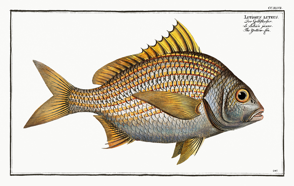 Torroto Grunt Print
