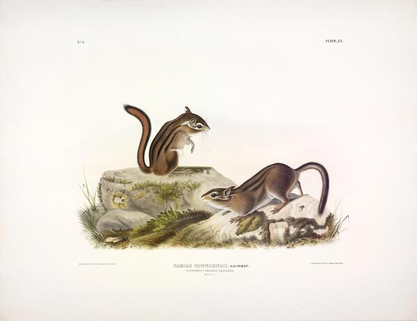 Townsend s Ground Squirrel Print