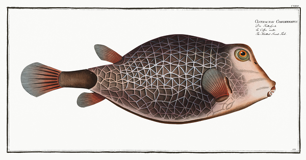 Triangular Boxfish Print