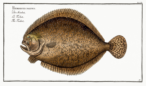 Turbot Flatfish Print