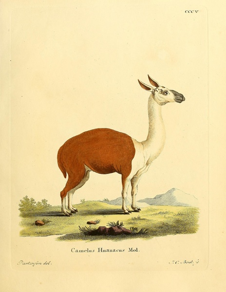 Vicuna Print
