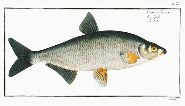 Vimba Bream Print