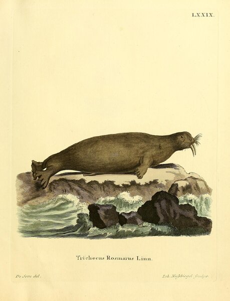 Walrus Print