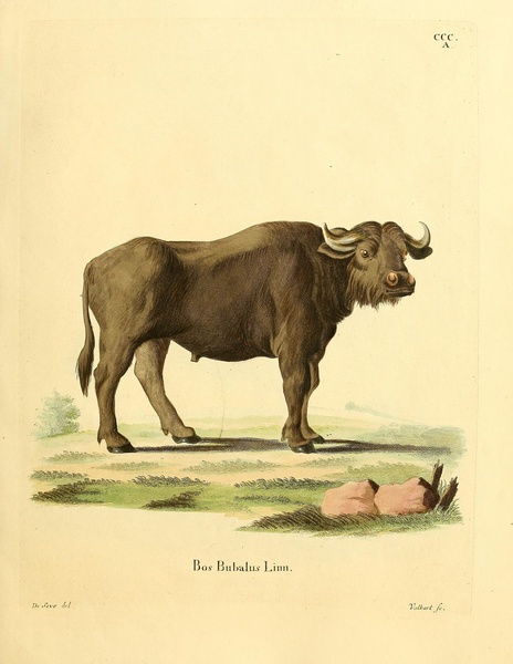 Water Buffalo Print