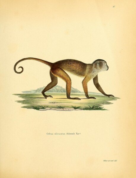 Wedge Capped Weeper Capuchin Print
