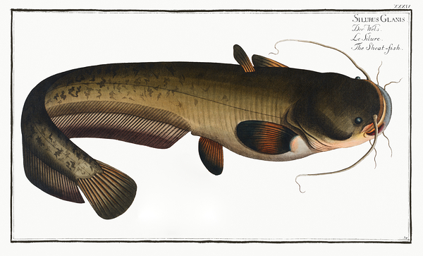 Wels Catfish Sheatfish Print