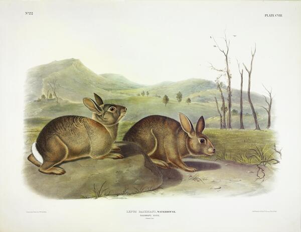 Western Brush Rabbit Print