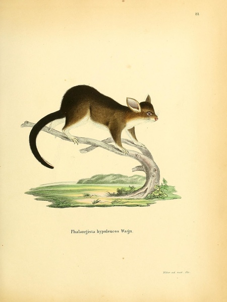Western Ringtail Possum Print