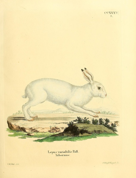 White Hare Print