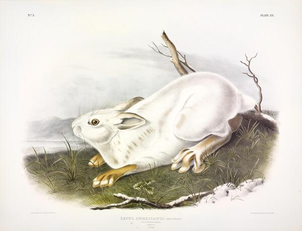 White Northern Hare Print