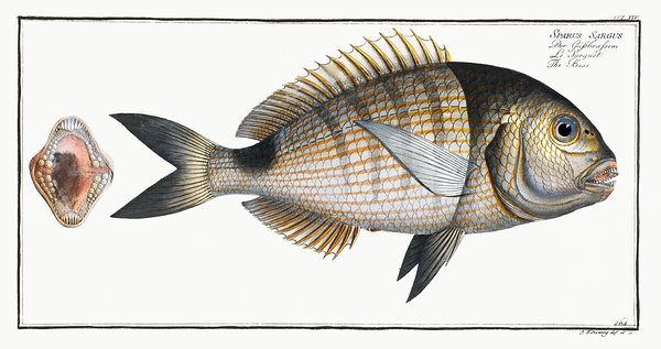 White Seabream Sargo Print