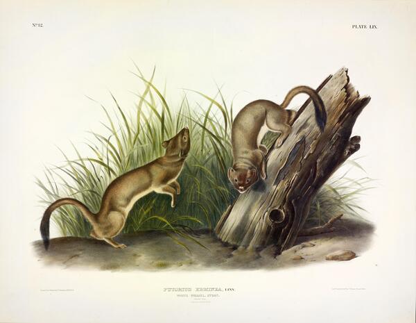 White Weasel  Stoat Print