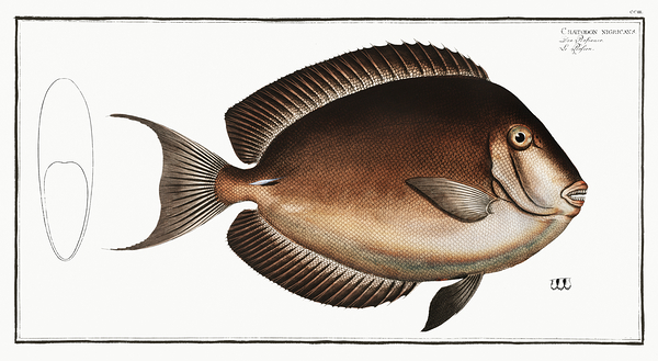 Whitecheek Goldenrim Surgeonfish by History In Your Home