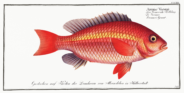 Whitecheek Monocle Bream by History In Your Home