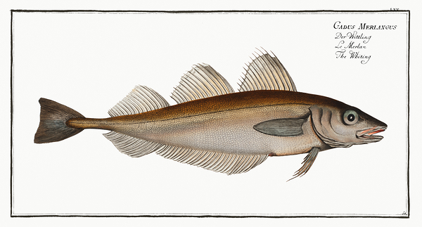 Whiting Merling Print