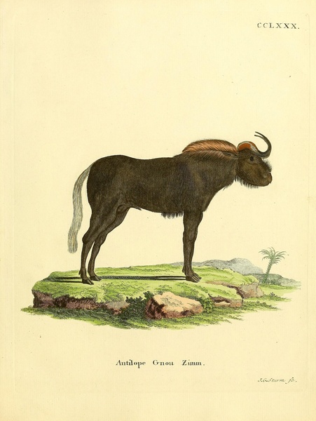Wildebeest Print