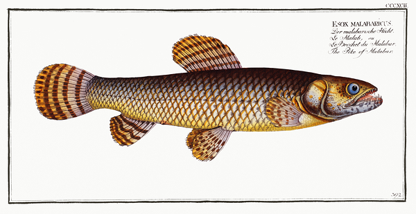 Wolf Fish Print