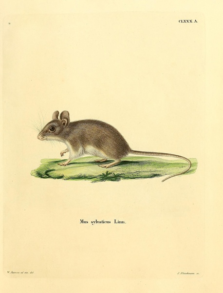 Wood Mouse Print