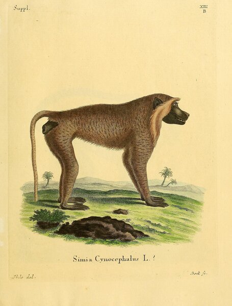 Yellow Baboon Print