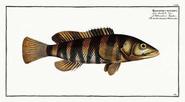 Yellowbarred Red Rockfish Stingfish by History In Your Home