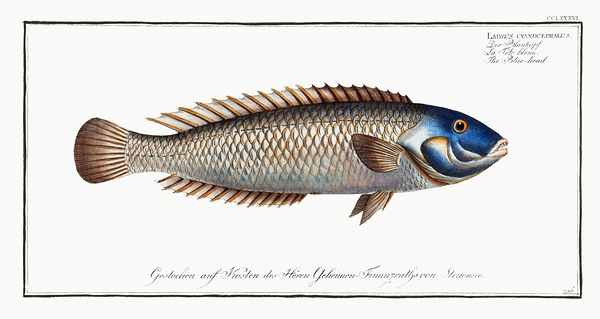 Yellowcheek Wrasse by History In Your Home