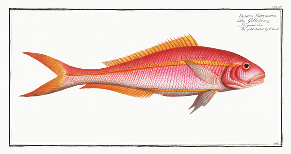 Yellowtail Snapper Imprimer