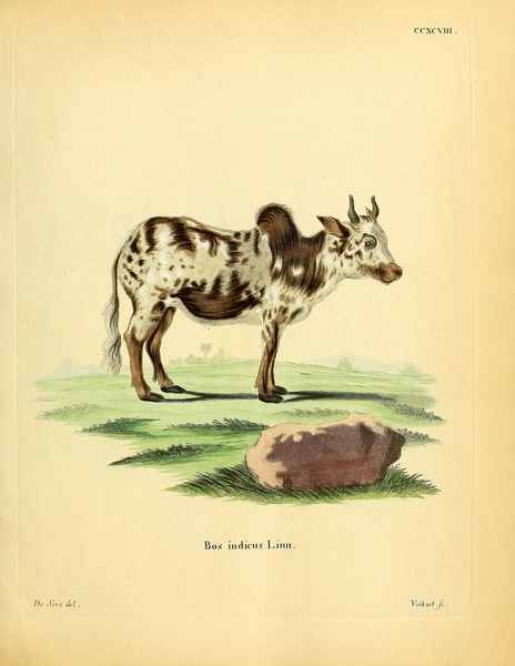 Zebu Cattle Print