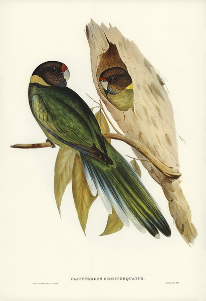 Australian Ringneck Print
