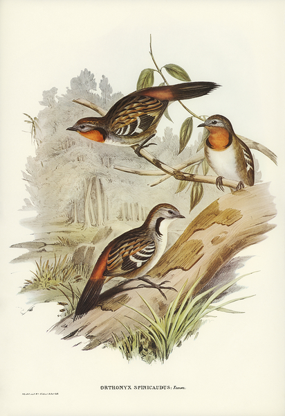 Australian Logrunner Print