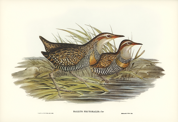 Buff Banded Rail Print